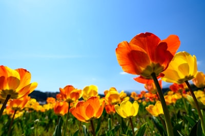 【2025年】春の花のおすすめランキング10選を紹介!アレンジ方法まで