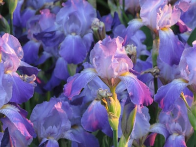 アヤメの花言葉とは?由来や贈り物のシーン、体験談を徹底紹介!
