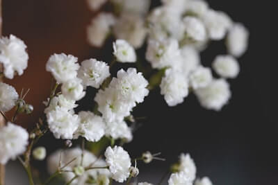 カスミソウの花言葉|色別の花言葉や由来、怖い意味を徹底解説!