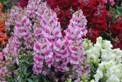 アンゲロニアの花言葉とは?花言葉の由来から贈られるシーンまで紹介!