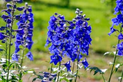 デルフィニウムの花言葉とは?花言葉の由来から贈られるシーンまで紹介!