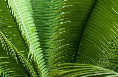 ソテツの花言葉とは?由来や花の特徴、昔からの言い伝えを徹底解説!