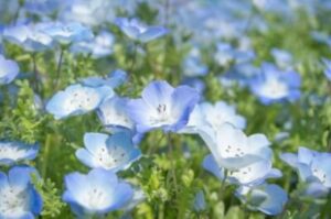 ネモフィラの切り戻し方法を紹介!時期や花がら摘みのやり方まで