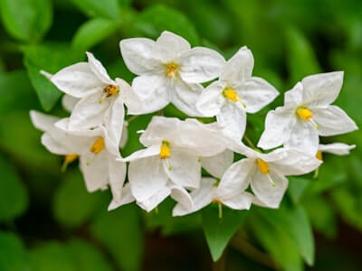 ハゴロモジャスミンの花言葉とは?花言葉の由来から贈られるシーンまで紹介!