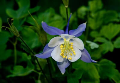 オダマキの花言葉とは?花言葉の由来から贈られるシーンまで紹介!
