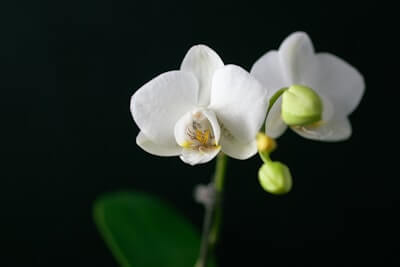 胡蝶蘭の色によって花言葉は変わる?花言葉がぴったりなシーンを解説
