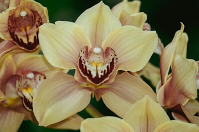 シンビジウムの花言葉とは?花言葉の由来から贈られるシーンまで紹介!