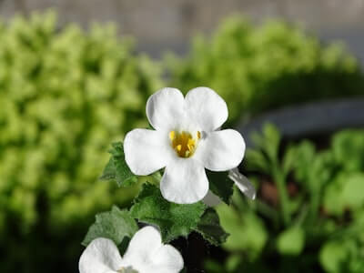バコパの花言葉とは?花言葉の由来から贈られるシーンまで紹介!