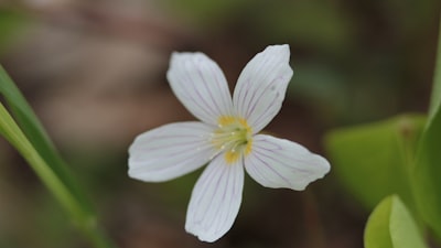 カタバミの花言葉!由来やクローバーとの見分け方を徹底解説!
