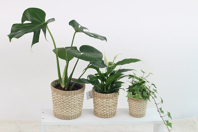 白い虫から観葉植物を守れ!観葉植物に付いている白い虫の対策と予防策