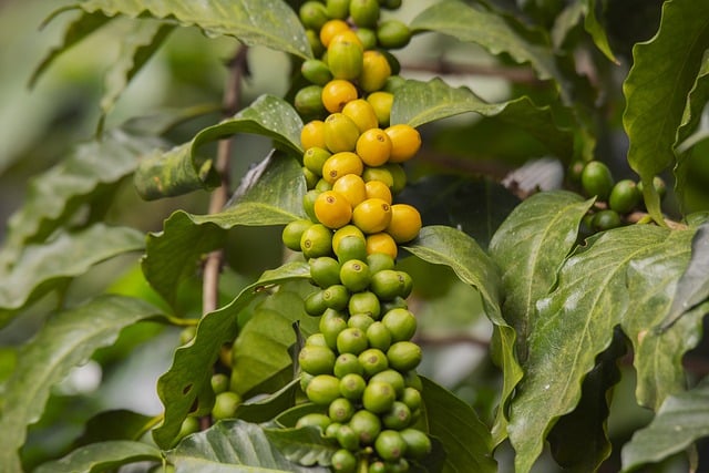 コーヒーの木の花言葉はめちゃくちゃいい!特徴やお世話方法まで徹底解説