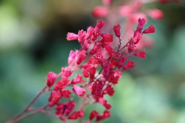 ヒューケラの花言葉とは?花言葉の由来から贈られるシーンまで紹介!
