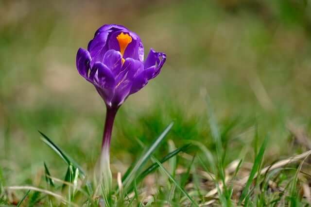 サフランの花言葉とは?花言葉の由来から贈られるシーンまで紹介!