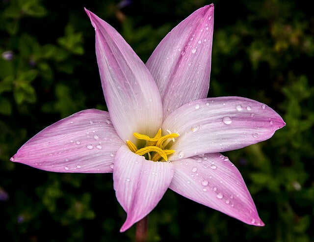 ゼフィランサスの花言葉とは?花言葉の由来から贈られるシーンまで紹介!