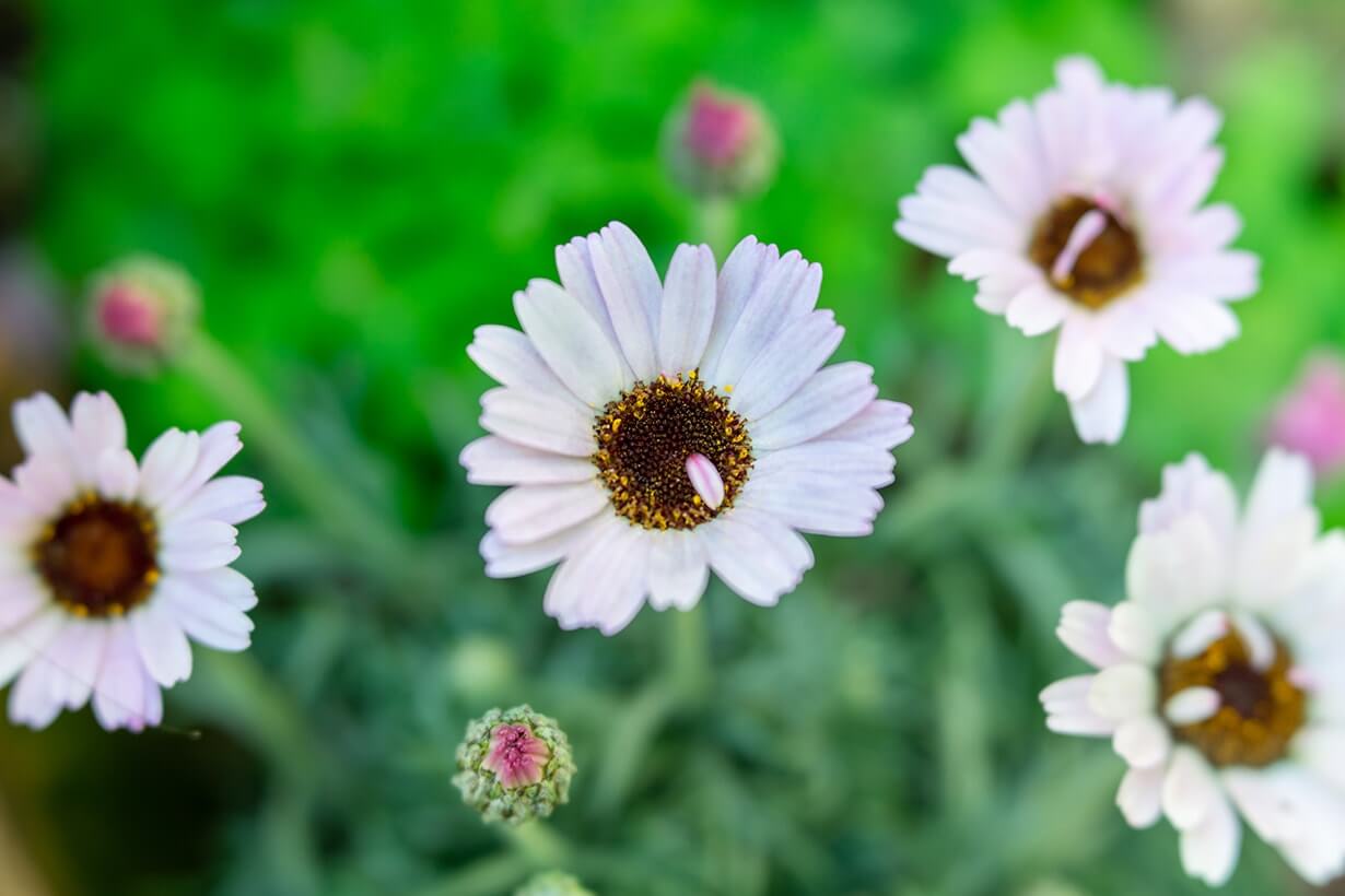 ローダンセマムの花言葉とは?花言葉の由来から贈られるシーンまで紹介!