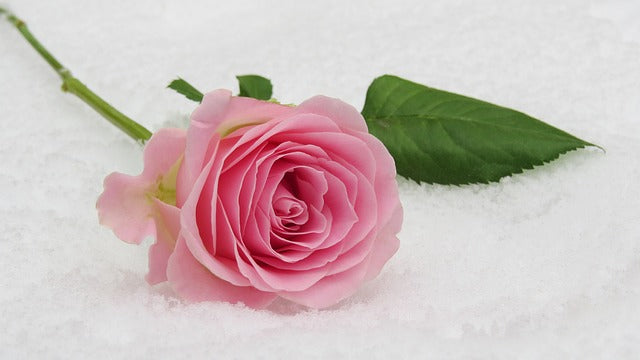 冬の花 おすすめ