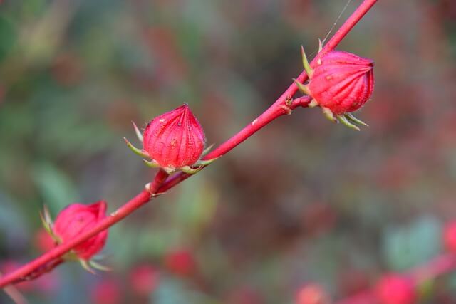 ローゼルの花言葉とは?花言葉の由来から贈られるシーンまで紹介!