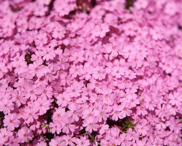 シバザクラの花言葉とは?花言葉の由来から贈られるシーンまで紹介!