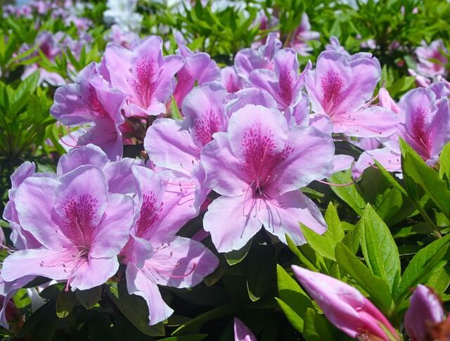 サツキの花言葉とは?花言葉の由来から贈られるシーンまで紹介!