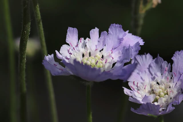 スカビオサの花言葉とは?花言葉の由来から贈られるシーンまで紹介