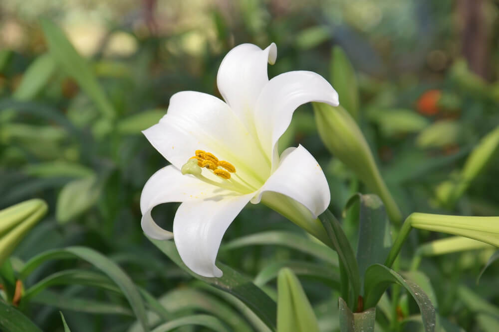 カサブランカの花言葉とは？花言葉の由来から贈られるシーンまで