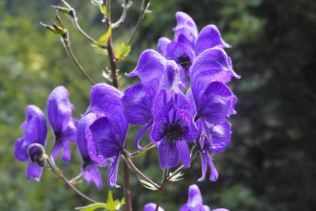 タツナミソウの花言葉とは？由来や贈り物のシーン、体験談を徹底紹介 