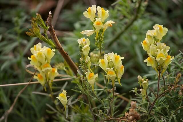 リナリアの花言葉とは?花言葉の由来から贈られるシーンまで紹介!