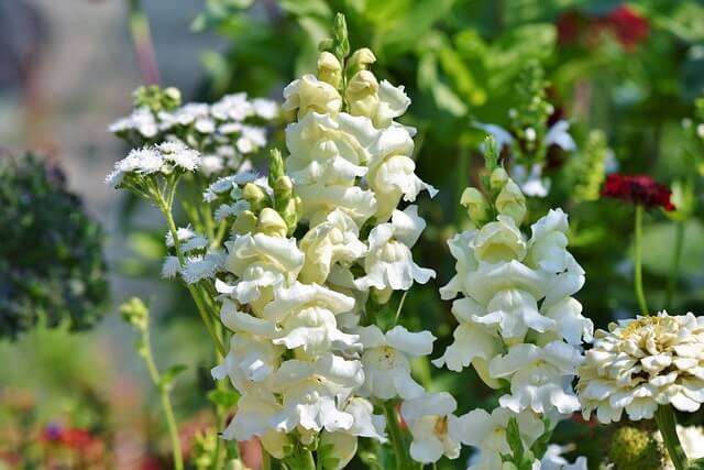キンギョソウの花言葉とは?花言葉の由来から贈られるシーンまで紹介!