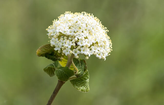 シモツケの花言葉とは?由来や贈り物のシーン、体験談まで紹介!