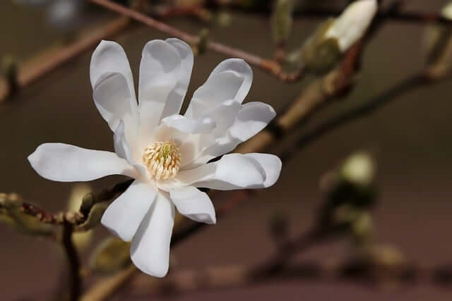 モクレンの花言葉とは?花言葉の由来から贈られるシーンまで紹介!