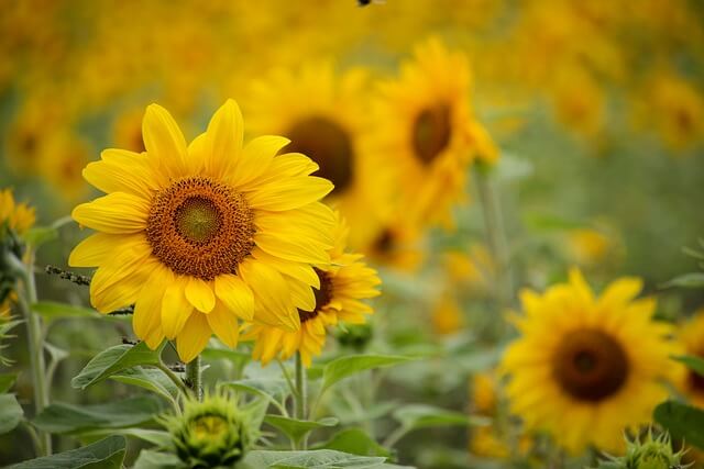 ミニひまわりの花言葉とは?花言葉の由来から贈られるシーンまで紹介!