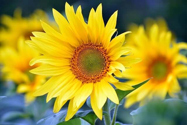 ヒマワリの花言葉とは?色別の花言葉や由来、贈り物の体験談を紹介!