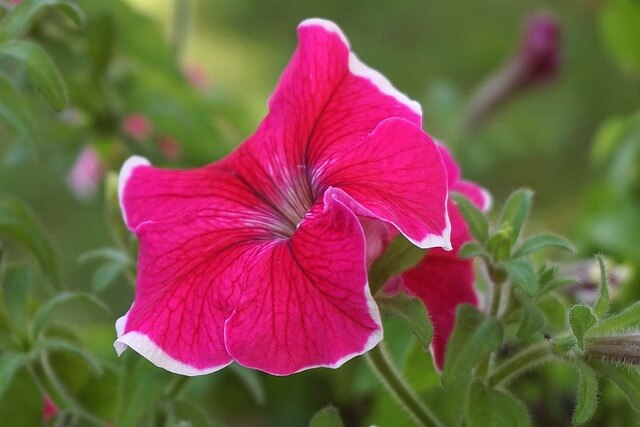 ペチュニアの花言葉とは?花言葉の由来から贈られるシーンまで紹介!