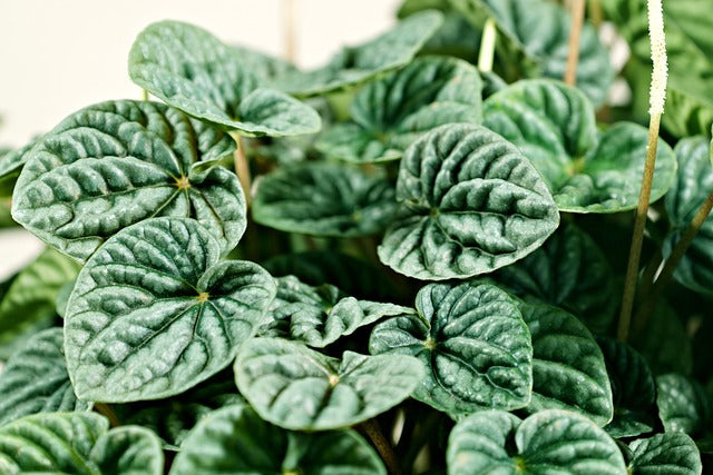 ぺペロミアの花言葉とは?花言葉の由来やケア方法を徹底解説
