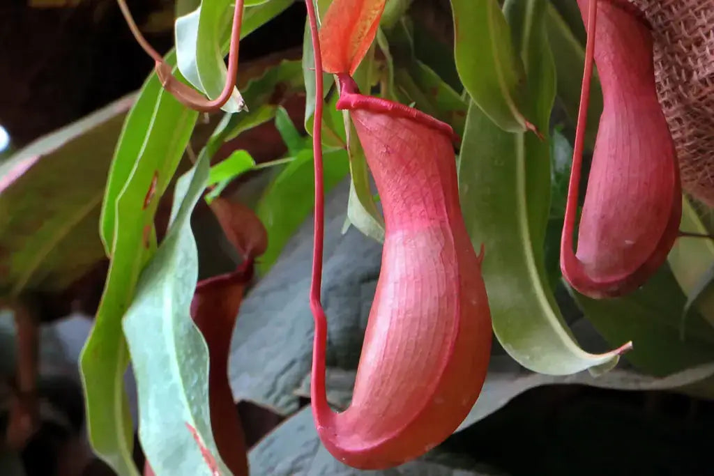 ウツボカズラの花言葉とは?花言葉の由来から贈られるシーンまで紹介!