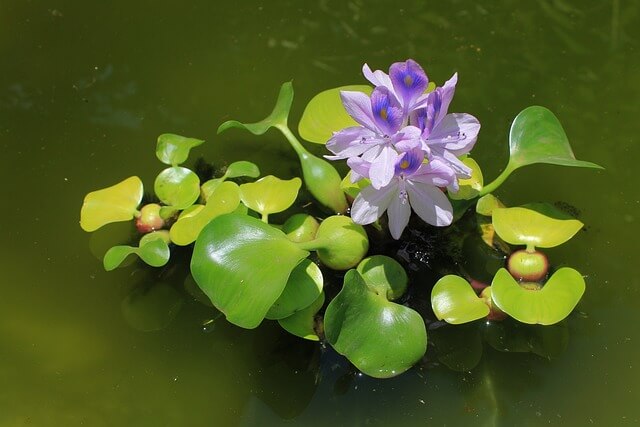 ホテイアオイの花言葉とは?花言葉の由来から贈られるシーンまで紹介!