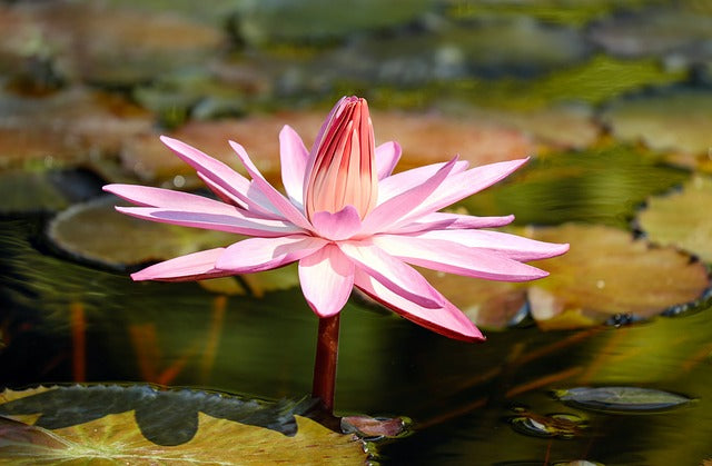 睡蓮(スイレン)の花言葉とは?色別の花言葉や由来、贈り物の体験談を紹介!