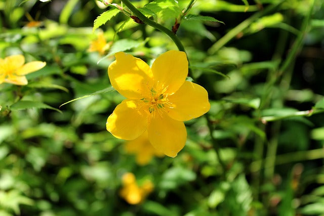 ヤマブキの花言葉とは?花言葉の由来や贈り物の体験談を徹底紹介!