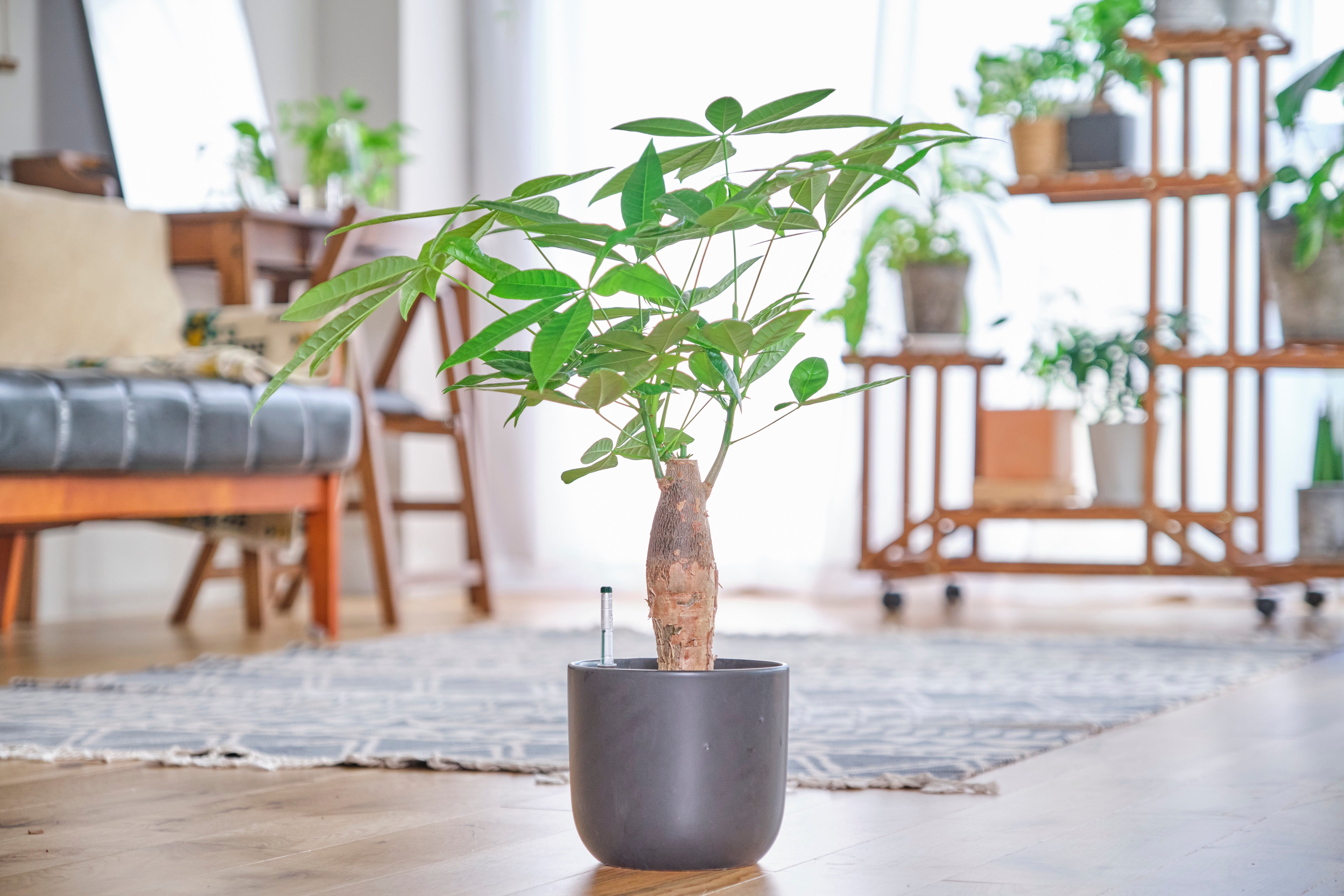 パキラ(発財樹)