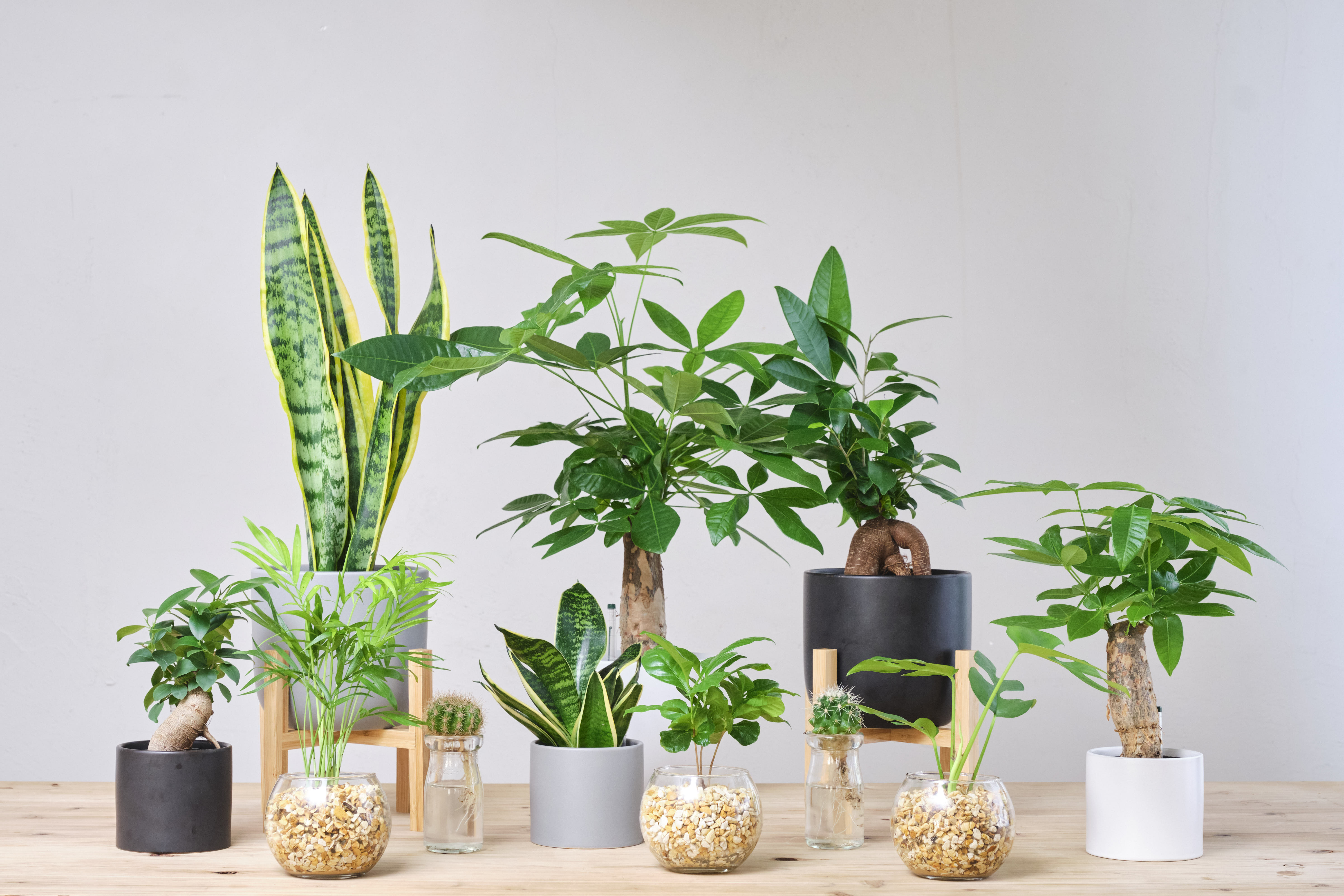 観葉植物の通販｜室内を彩るインテリアのアクセントに – 東京寿園