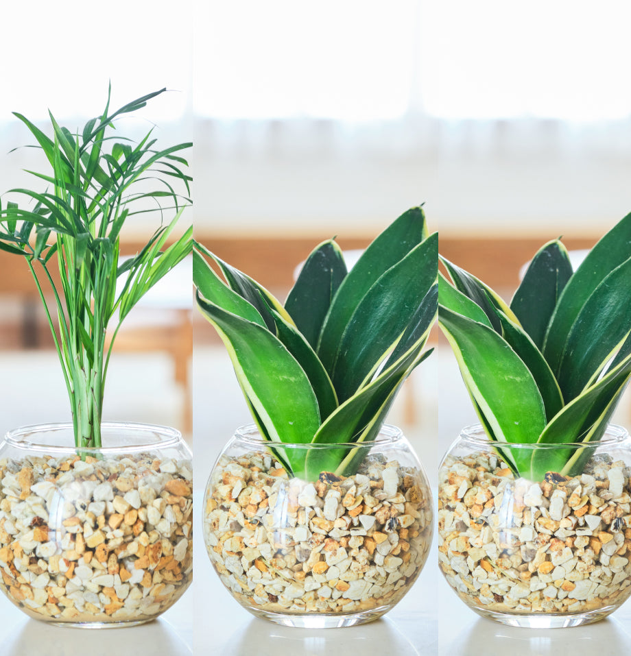 ガラスボールの育てるインテリア・選べる3点セット