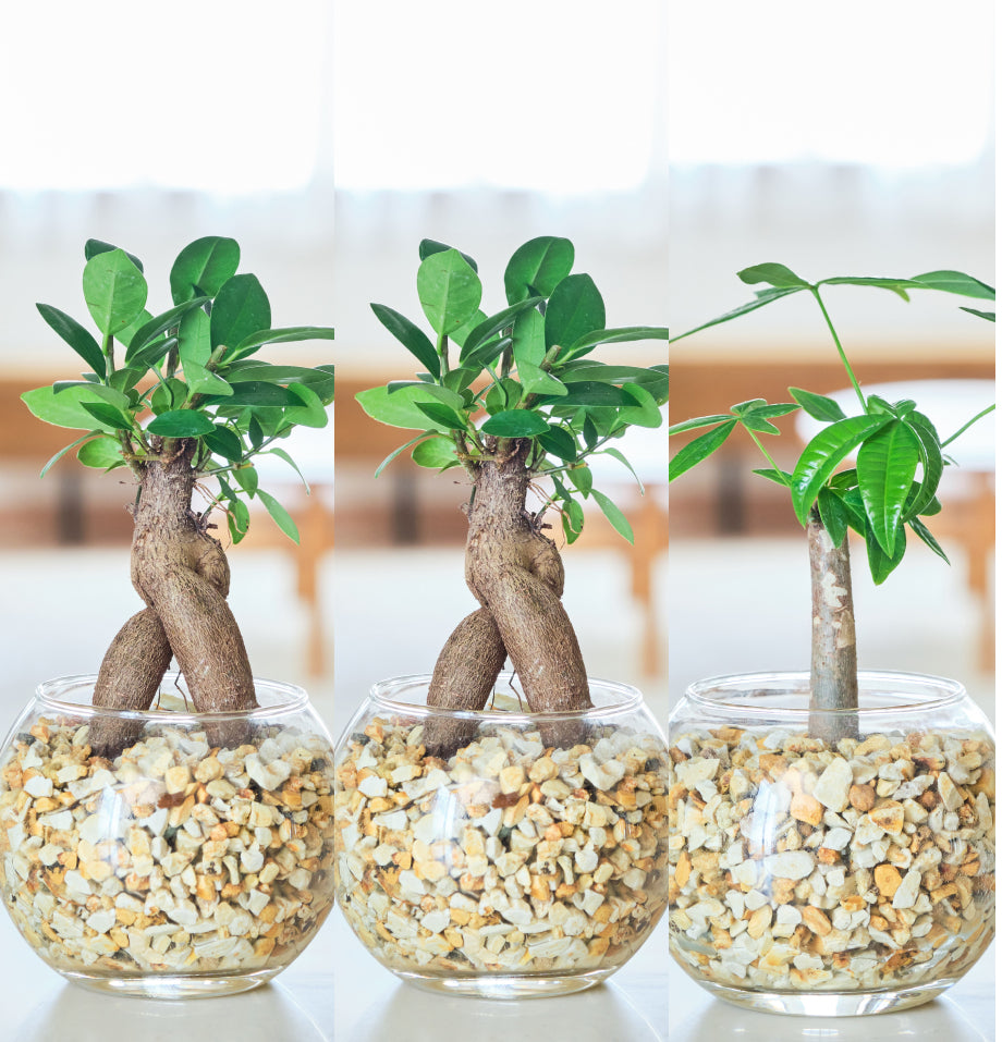 ガラスボールの育てるインテリア・選べる3点セット