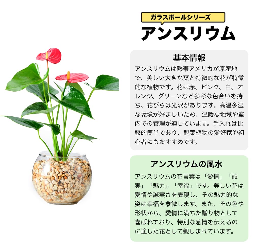 アンスリウム ホワイト ハイドロカルチャー 高さ約20cm