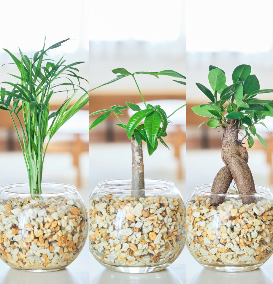 ガラスボールの育てるインテリア・選べる3点セット