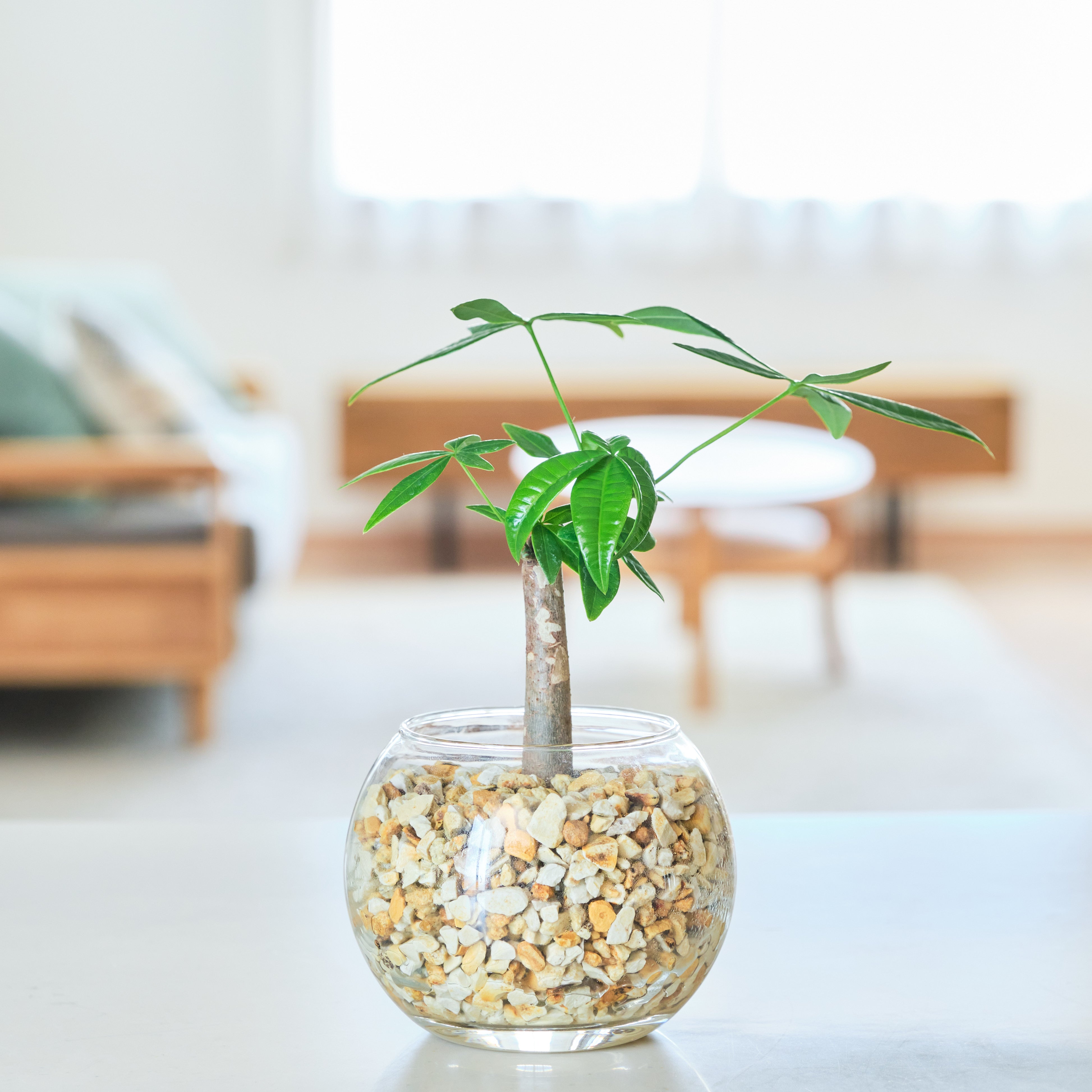 ガラスボールの育てるインテリア・選べる単品