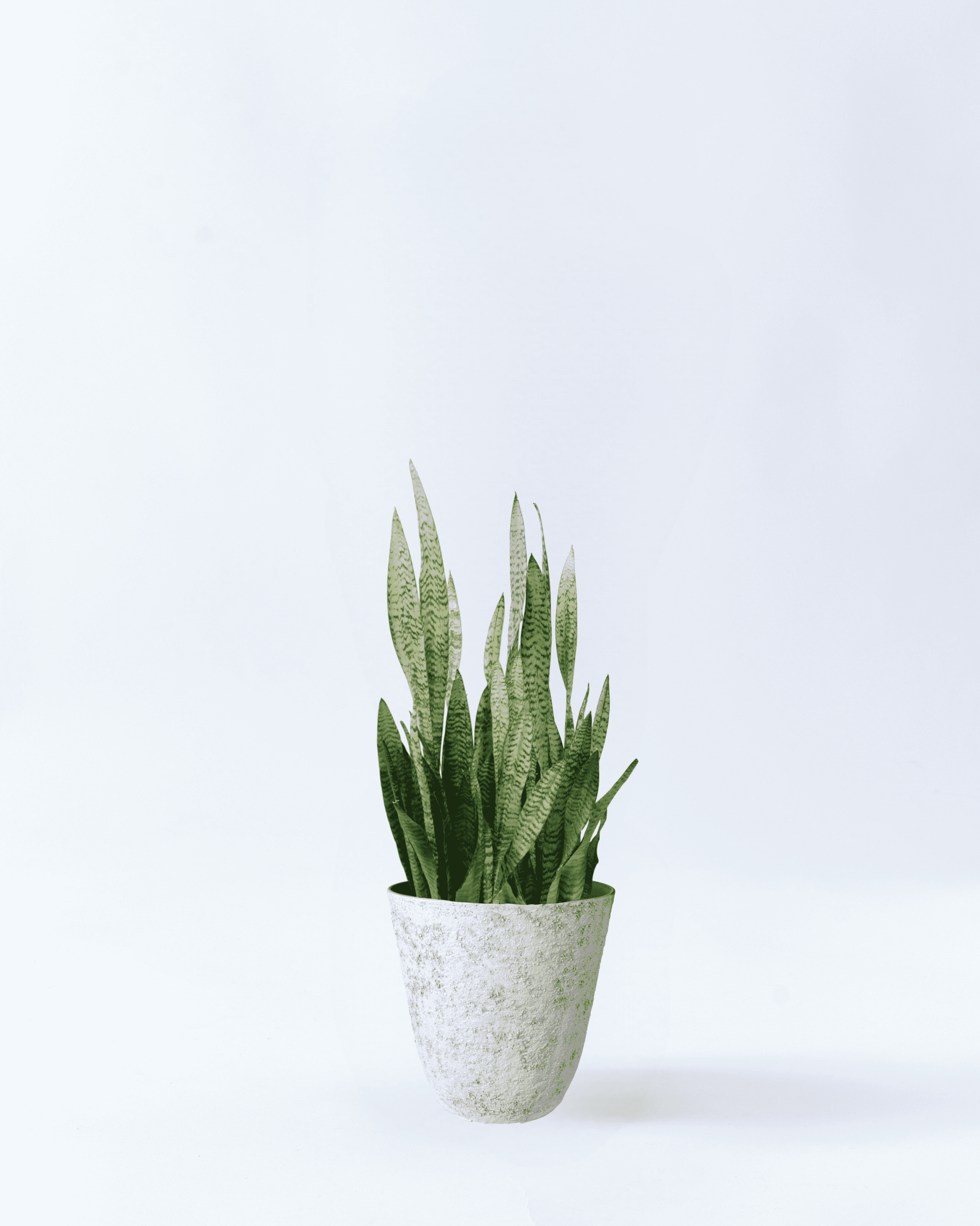 10.png?v=1707395937&width=2048