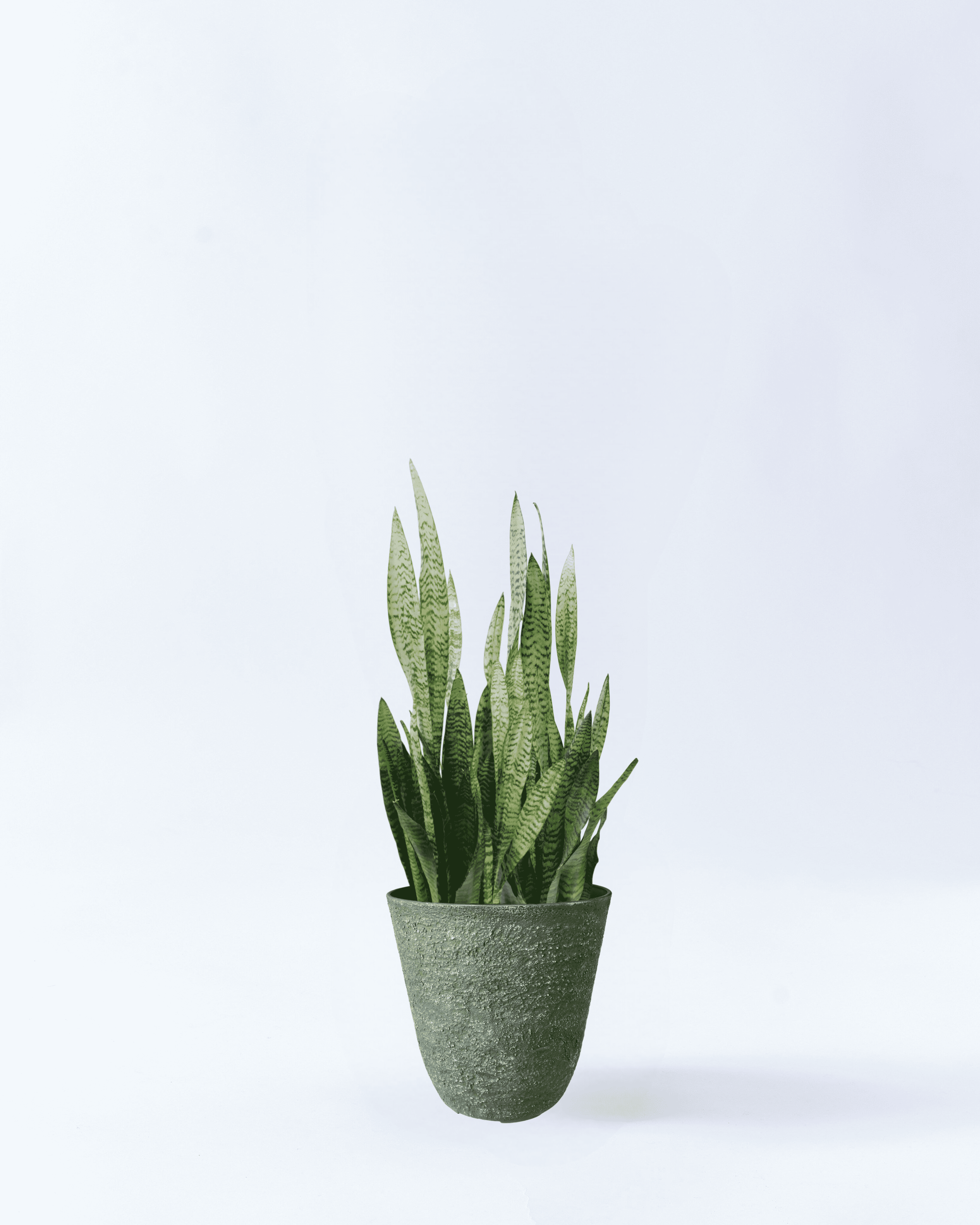 10号鉢-サンスベリアゼラニカ-グリーン