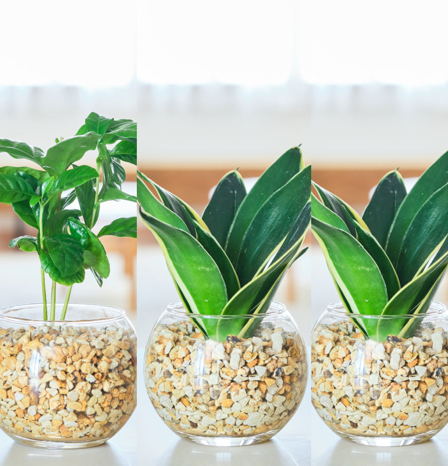 ガラスボールの育てるインテリア・選べる3点セット