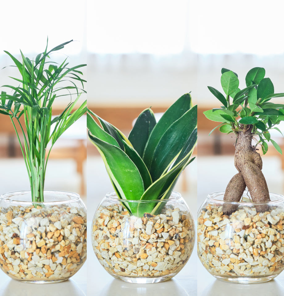ガラスボールの育てるインテリア・選べる3点セット