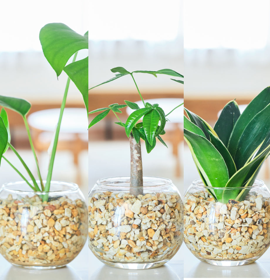 ガラスボールの育てるインテリア・選べる3点セット